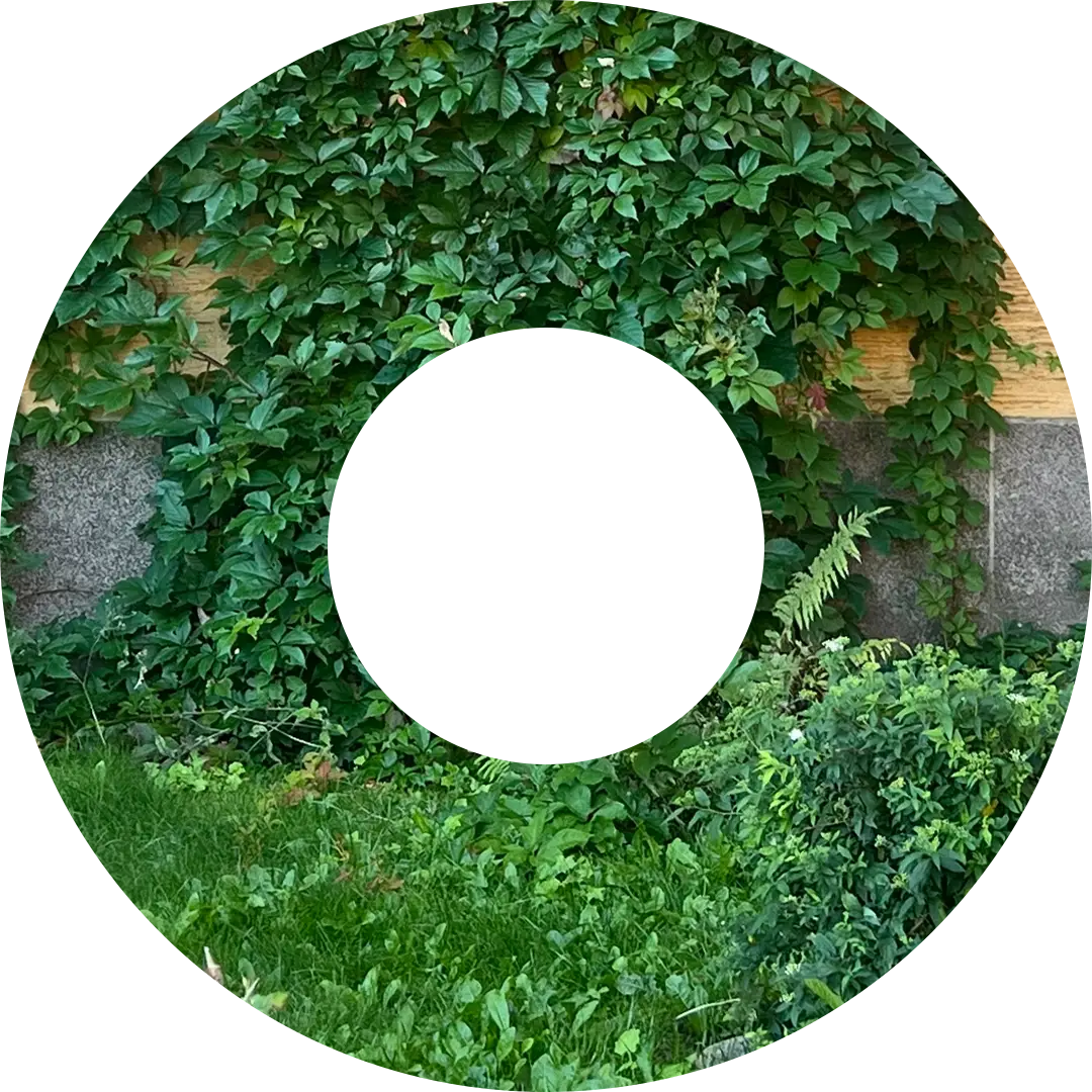 Vegetation and house foundations cropped in a donut shape.