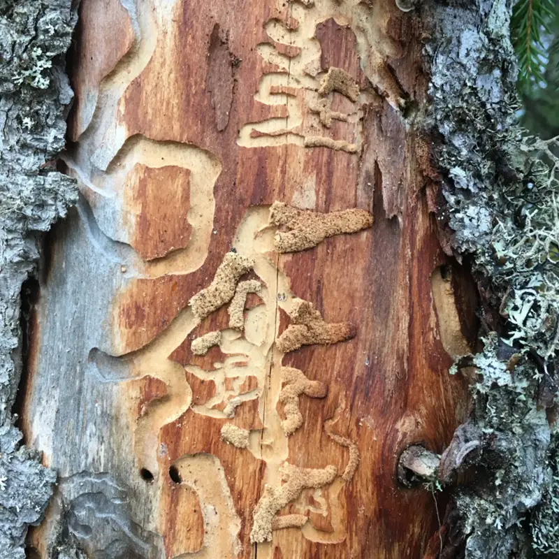Larval galleries in the tree trunk
