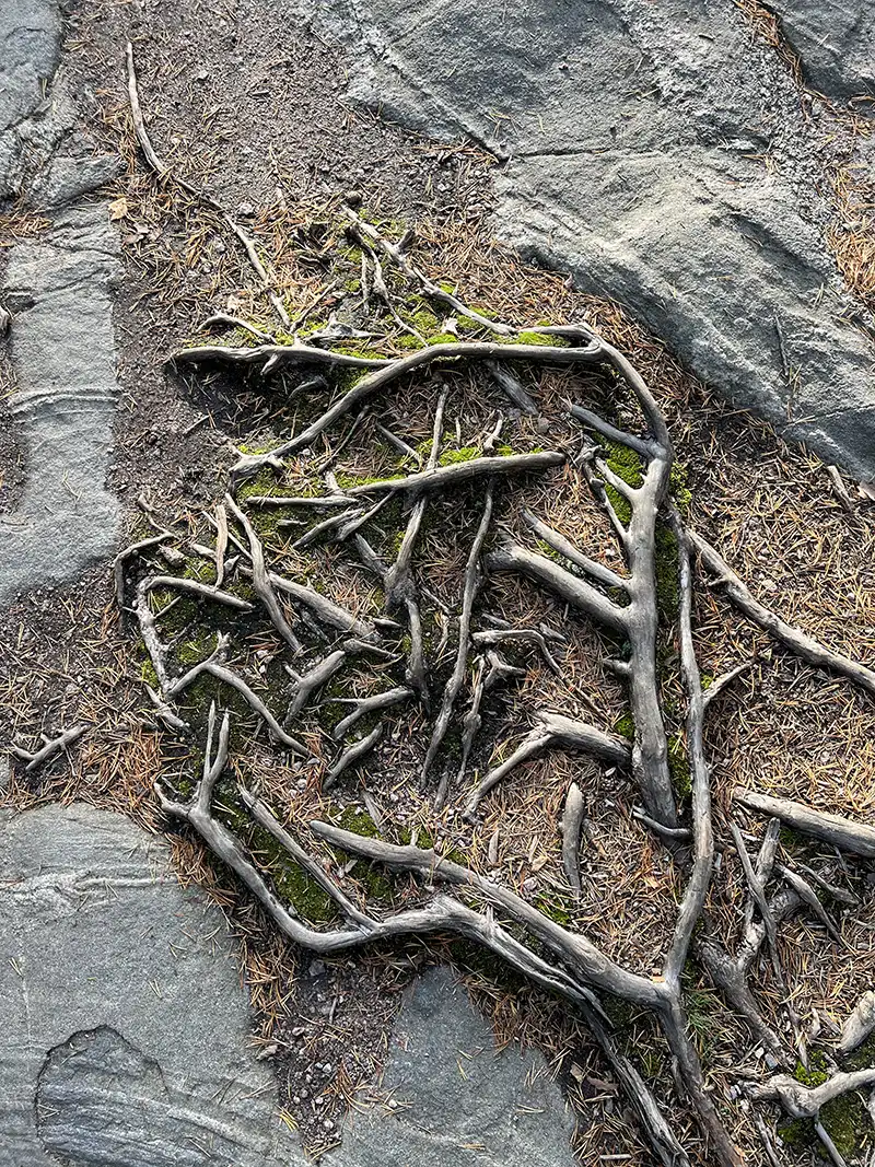 temp Grey tree roots and brown needles on stony ground.